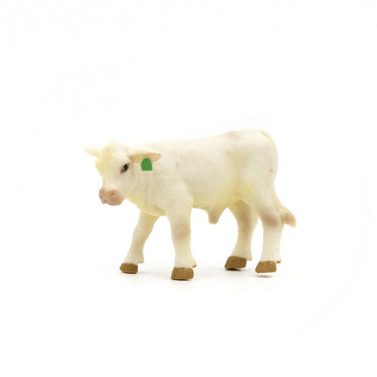 Charolais Calf